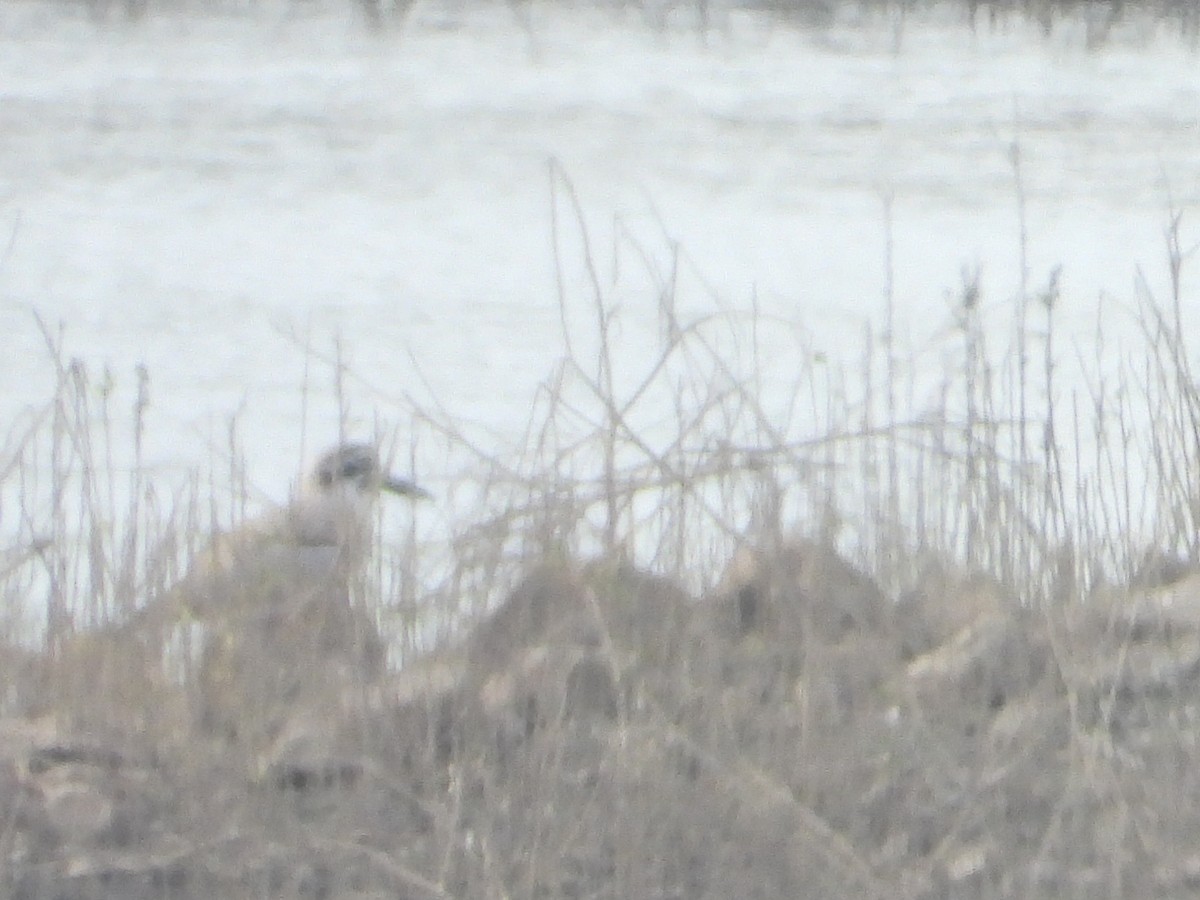 Grand Oedicnème - ML646642878