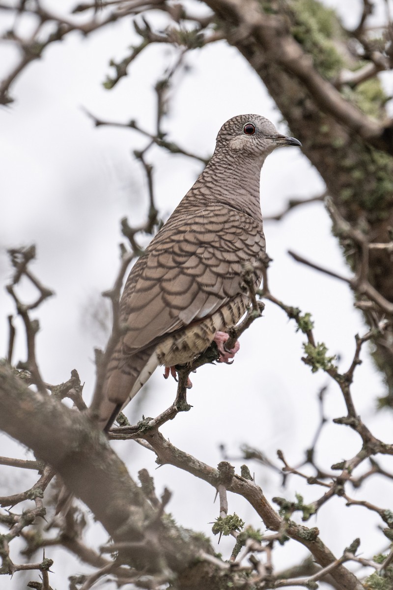 Inca Dove - ML646642880