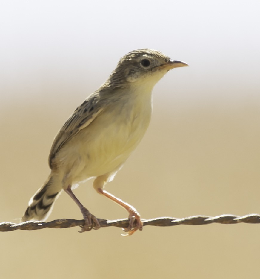 Cistícola Buitrón - ML646642881