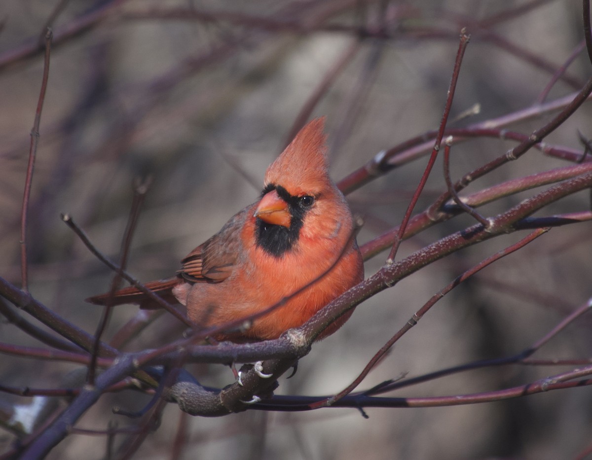 Kardinal arrunta - ML646642885