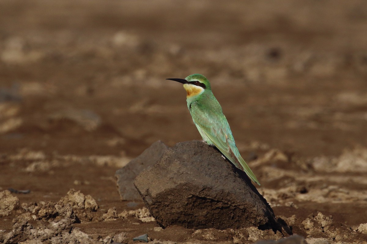 blåkinnbieter - ML646642889