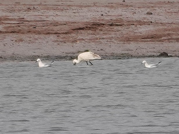 Antxeta mokozorrotza - ML646642891