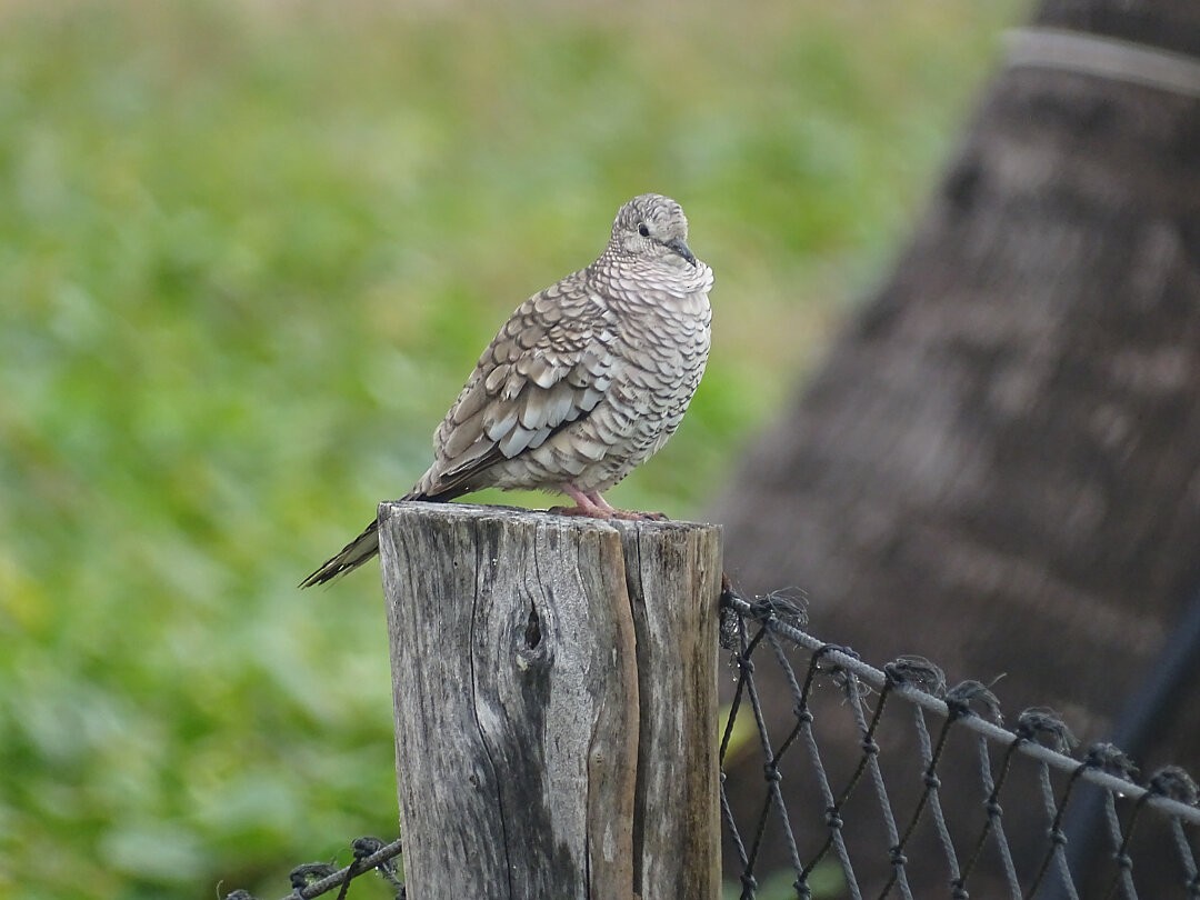 Scaled Dove - ML646642892