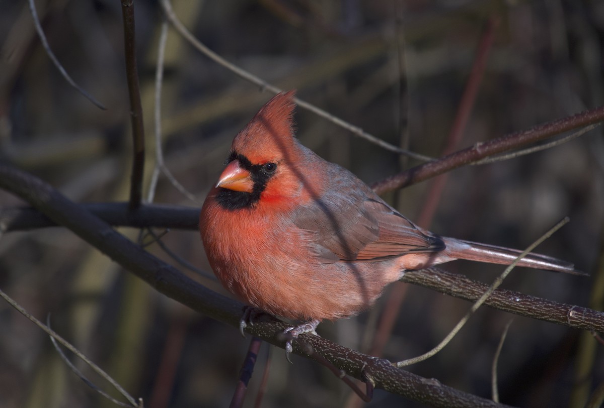 Kardinal arrunta - ML646642894