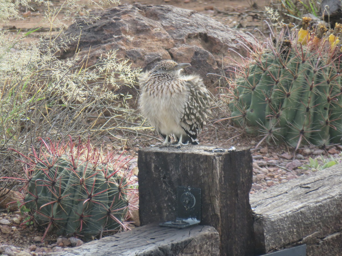 Greater Roadrunner - ML646642900