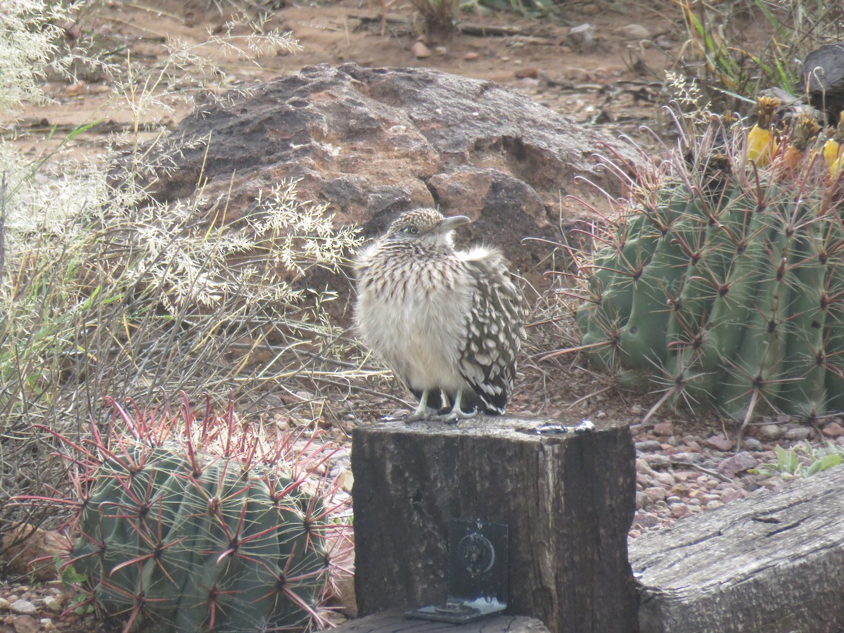Greater Roadrunner - ML646642901