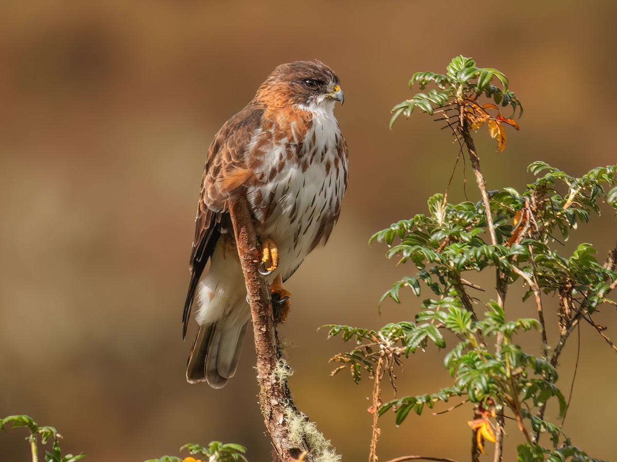 White-throated Hawk - Buteo albigula - Birds of the World