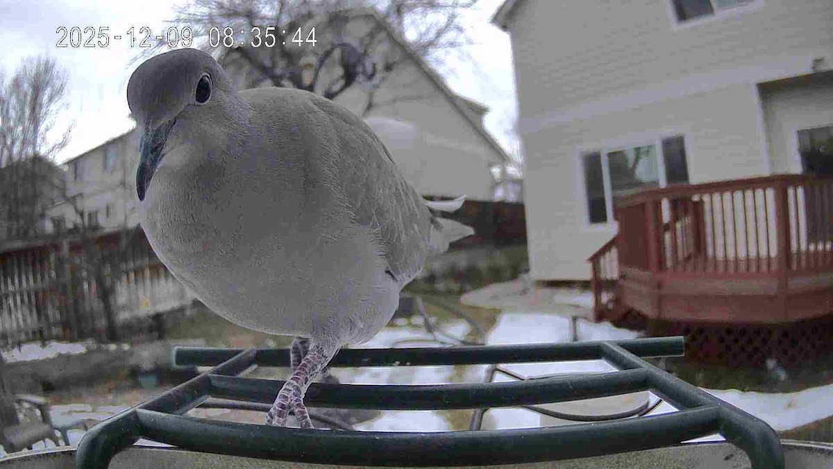 Eurasian Collared-Dove - ML646642904