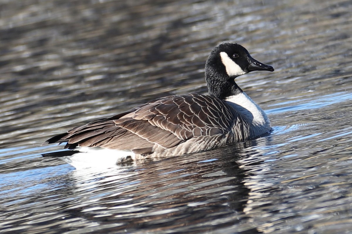 Канадская казарка - ML646642906