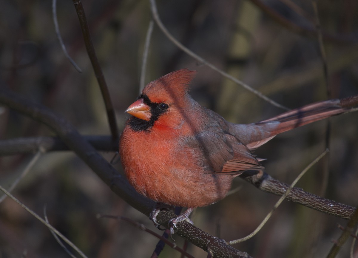 Kardinal arrunta - ML646642910