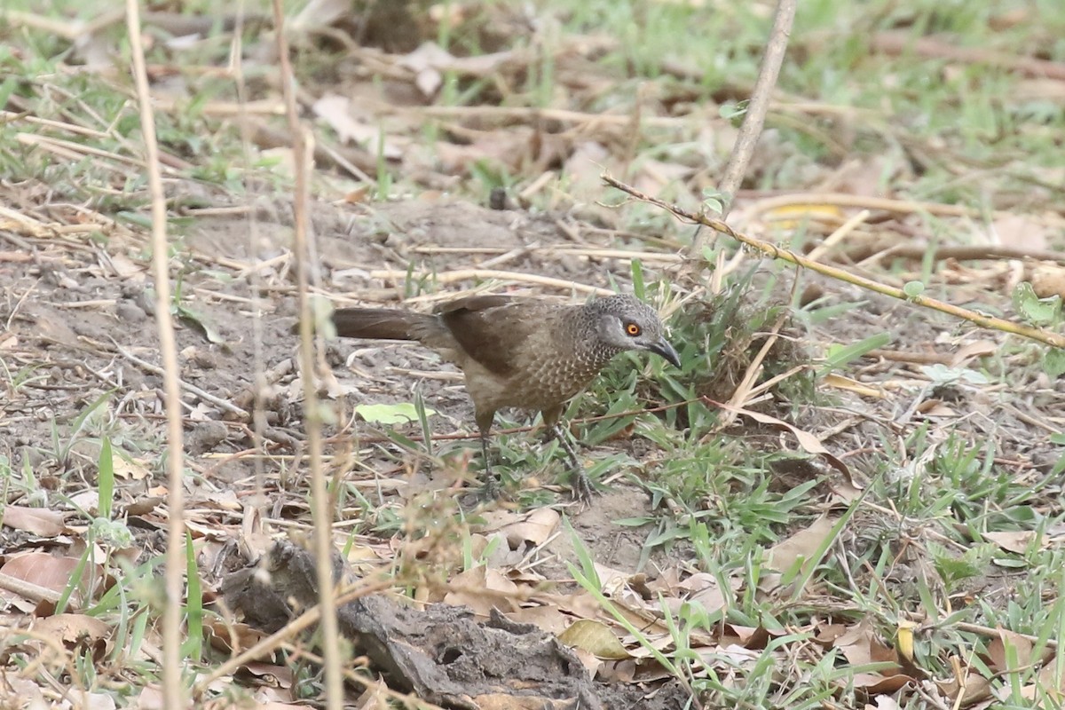 Brown Babbler - ML646642912