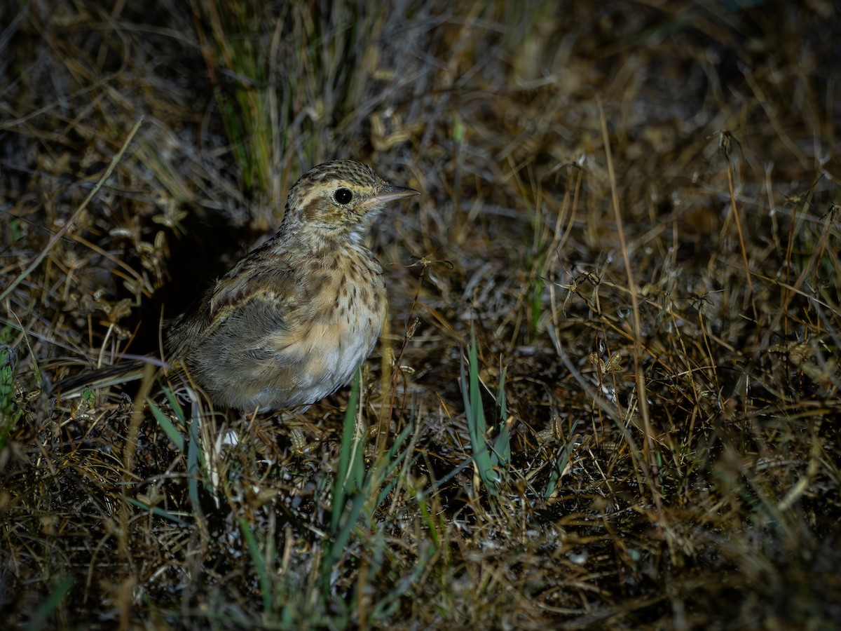 Australian Pipit - ML646642914