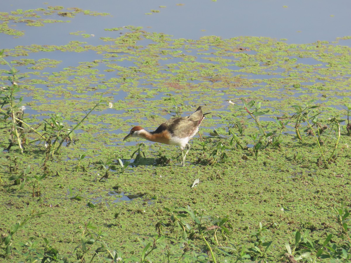 ostnák hnědoocasý - ML646642918