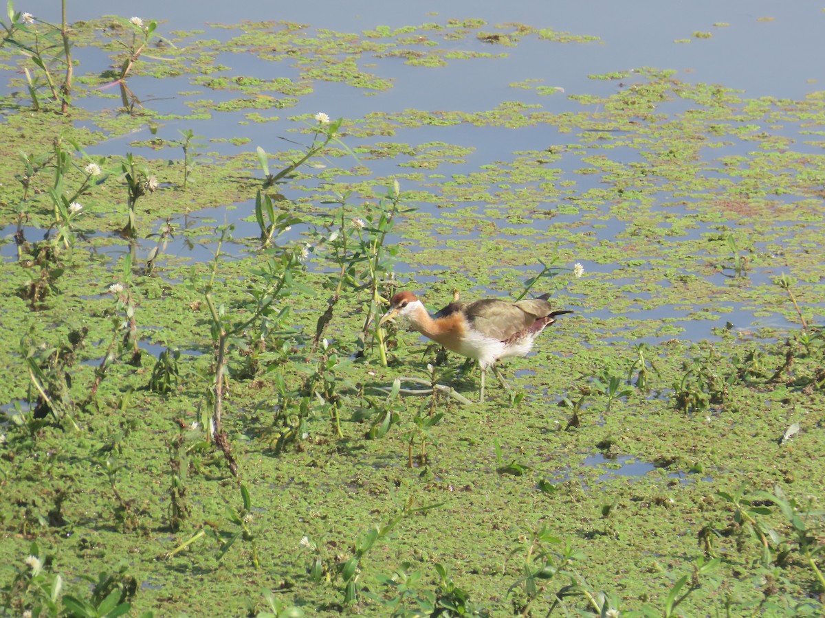 ostnák hnědoocasý - ML646642919