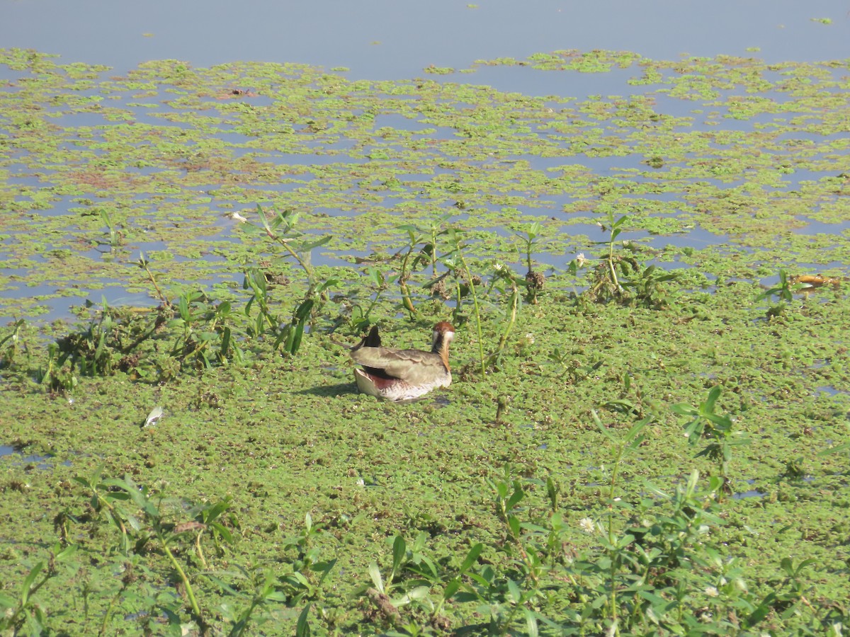 ostnák hnědoocasý - ML646642920
