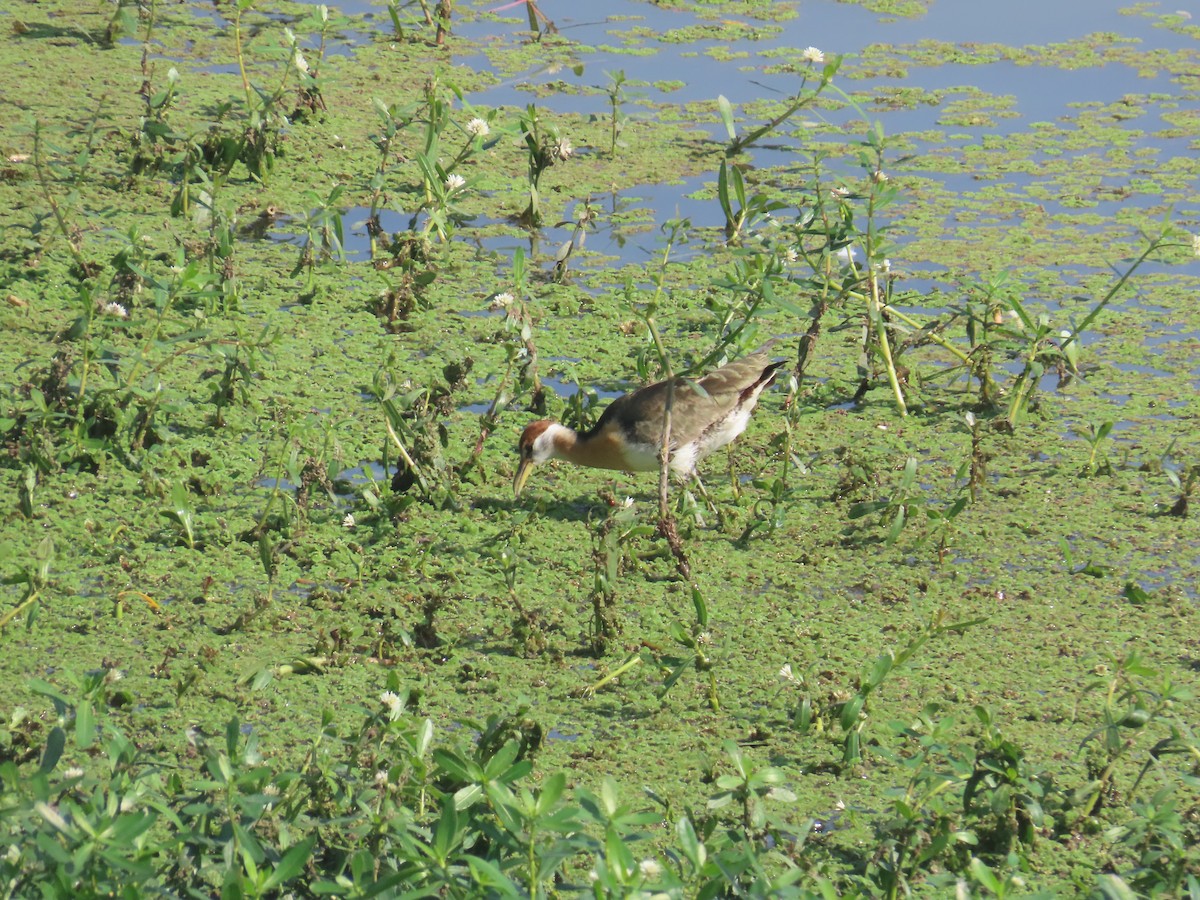 ostnák hnědoocasý - ML646642921