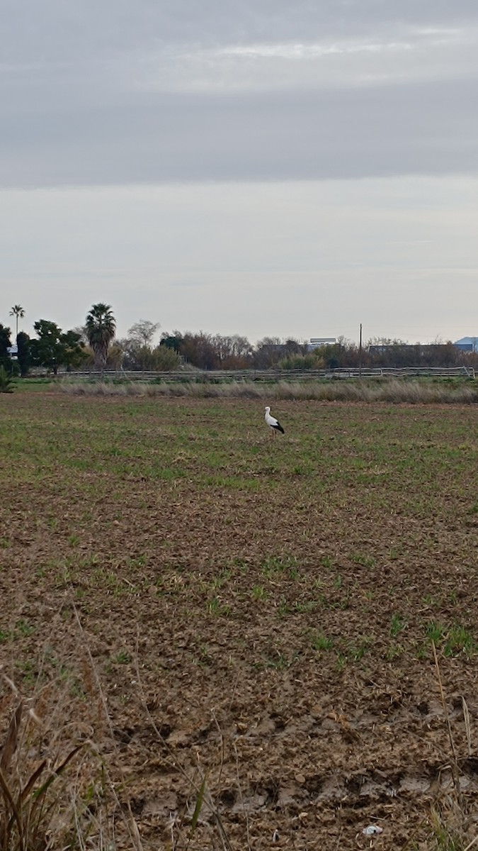 Cigüeña Blanca - ML646642923