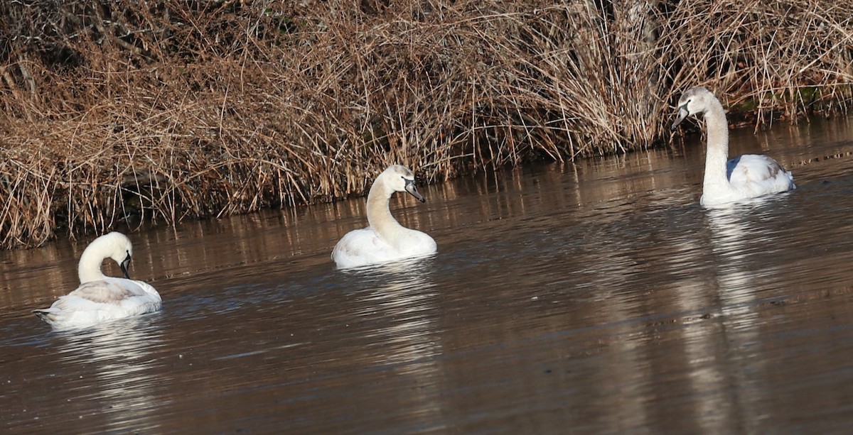 Mute Swan - ML646642925