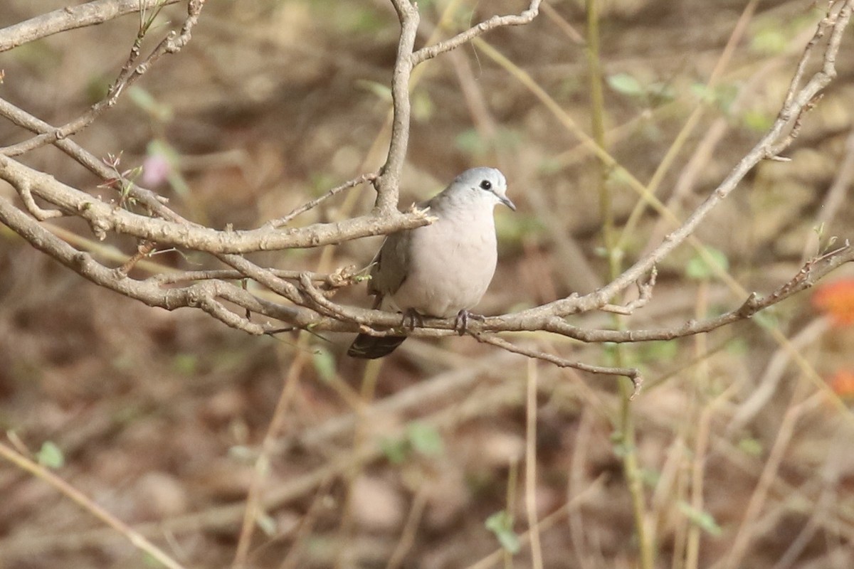 Black-billed Wood-Dove - ML646642928