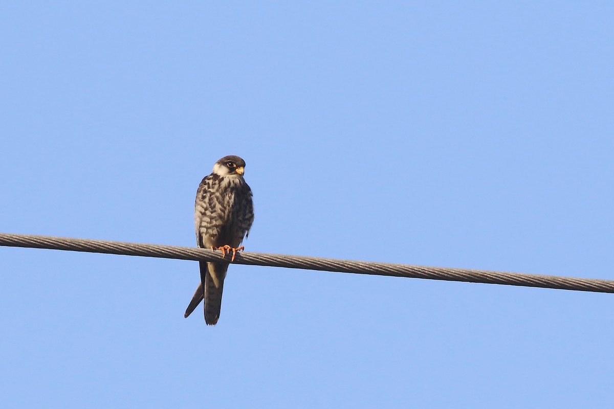 amurfalk - ML646642931