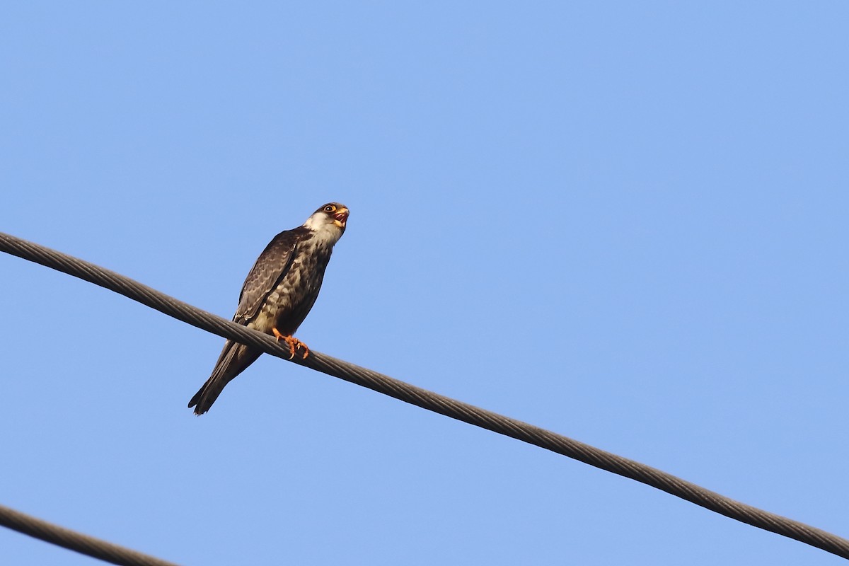 amurfalk - ML646642932