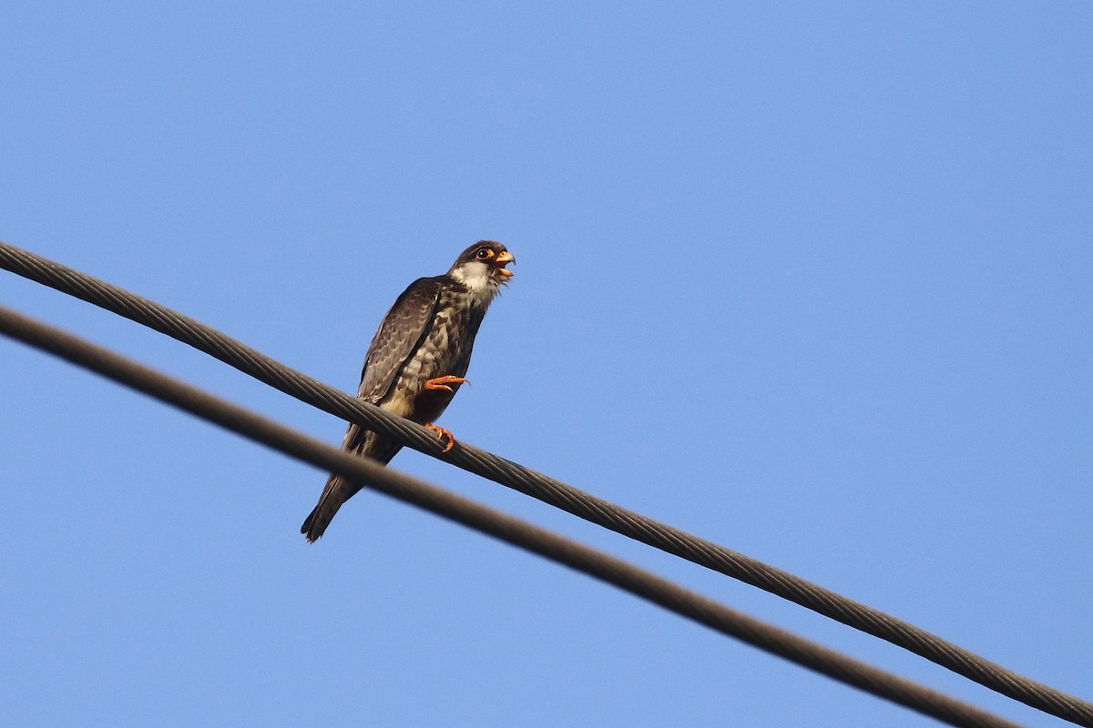 amurfalk - ML646642933