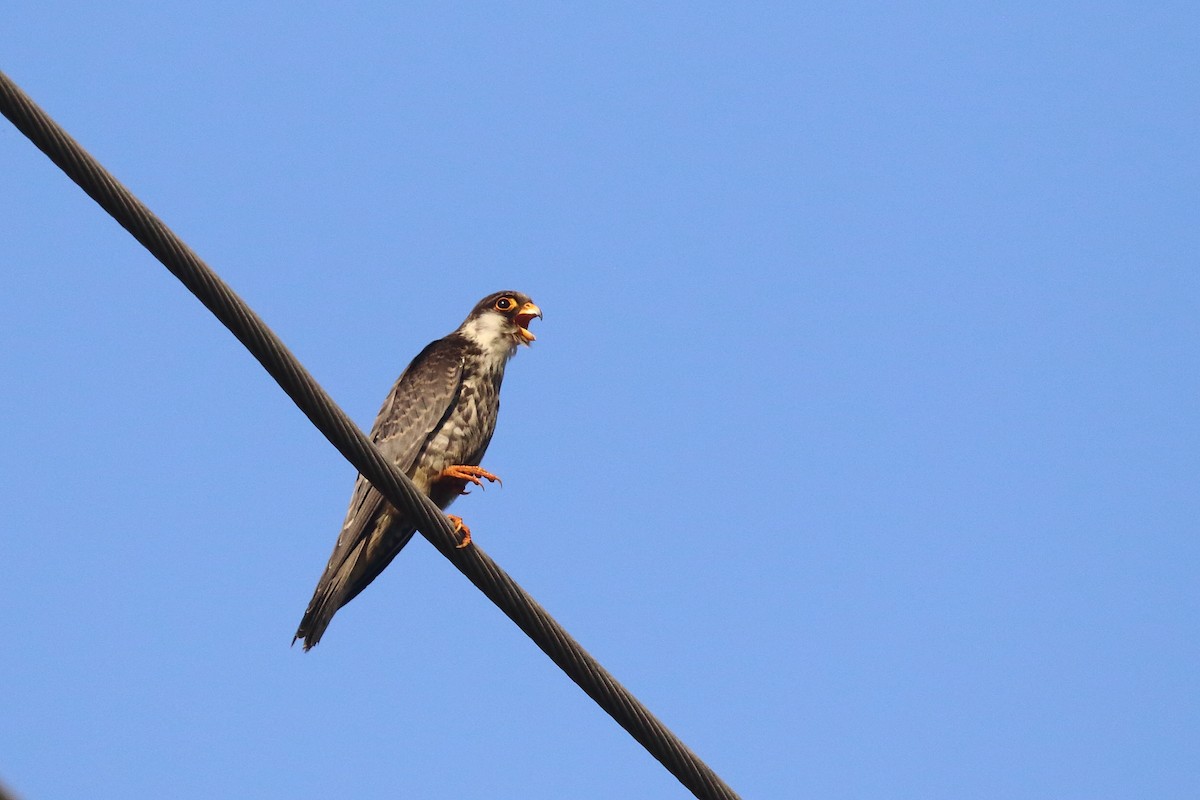 amurfalk - ML646642934