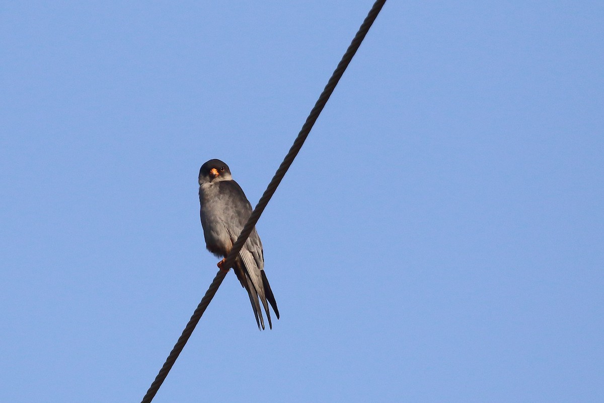 amurfalk - ML646642940