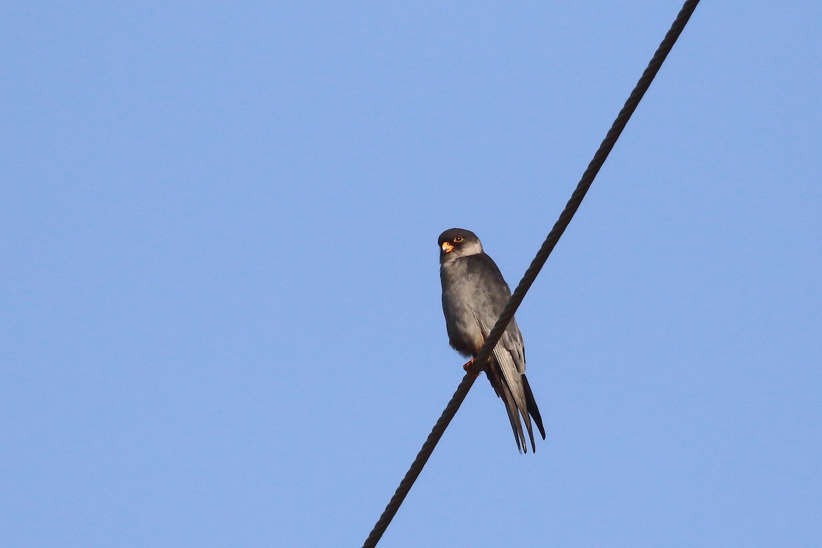 amurfalk - ML646642941