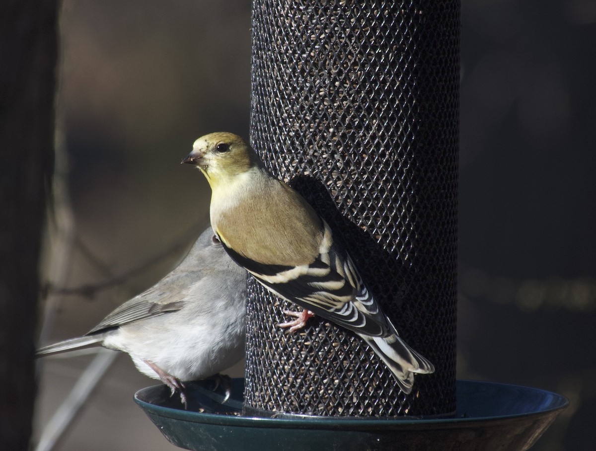 American Goldfinch - ML646642944