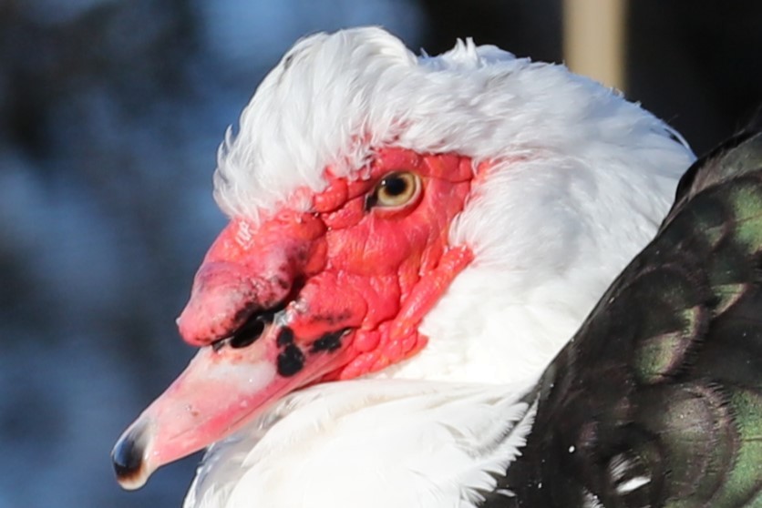 Muscovy Duck (Domestic type) - ML646642945