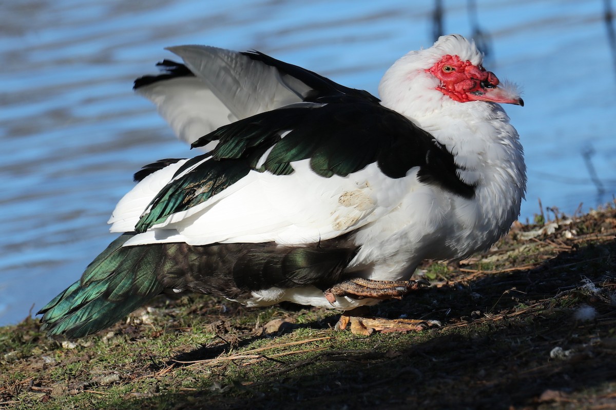 Muscovy Duck (Domestic type) - ML646642950