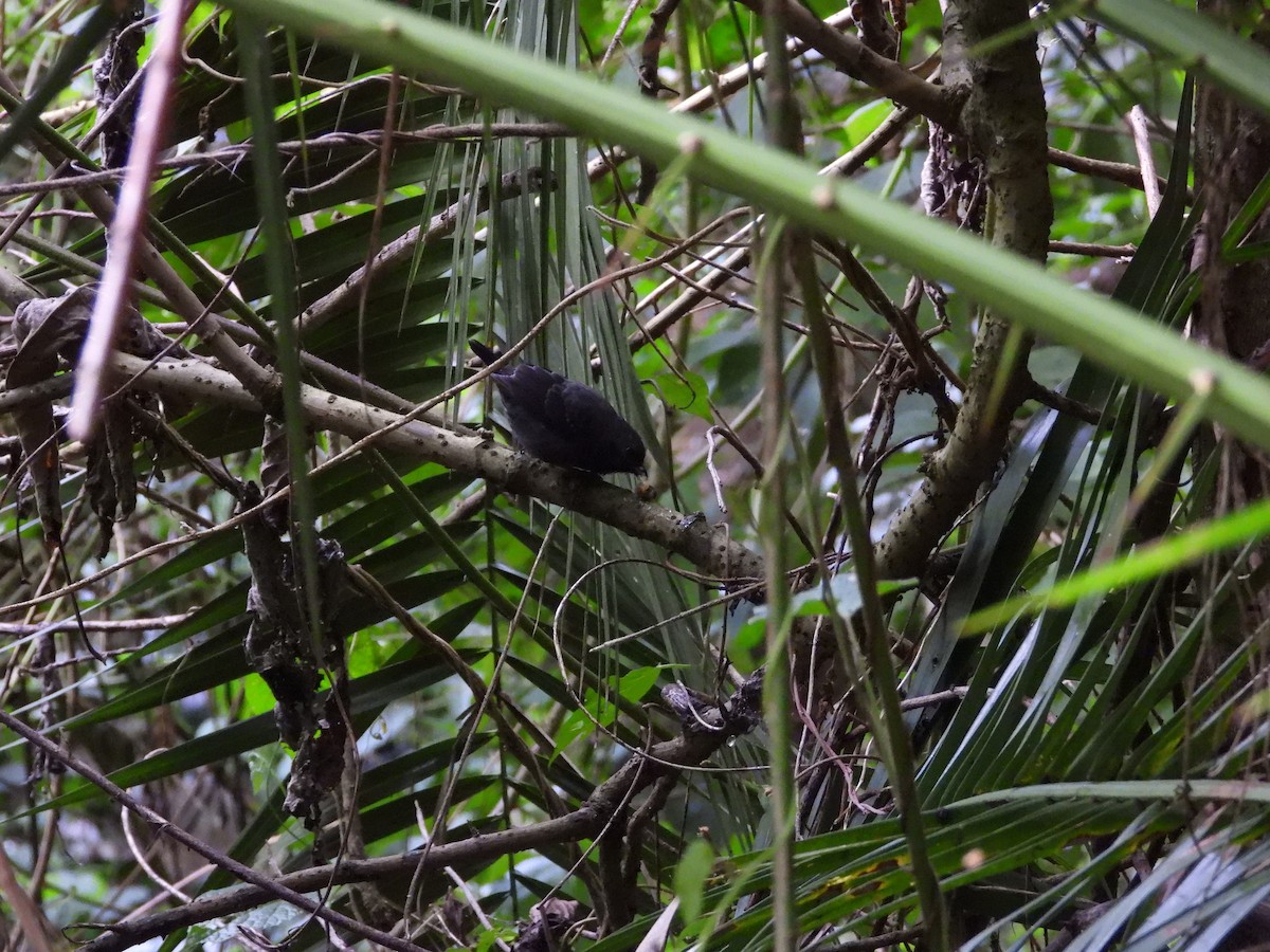 Gray-headed Nigrita - ML646642958