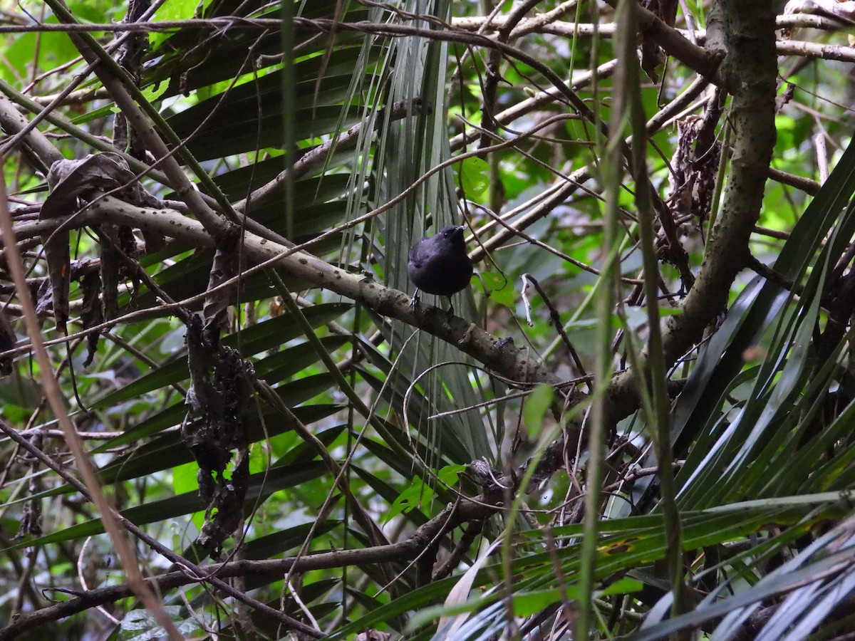 Gray-headed Nigrita - ML646642959