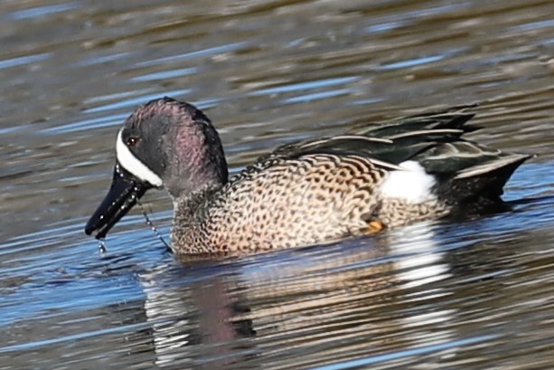Blue-winged Teal - ML646642962