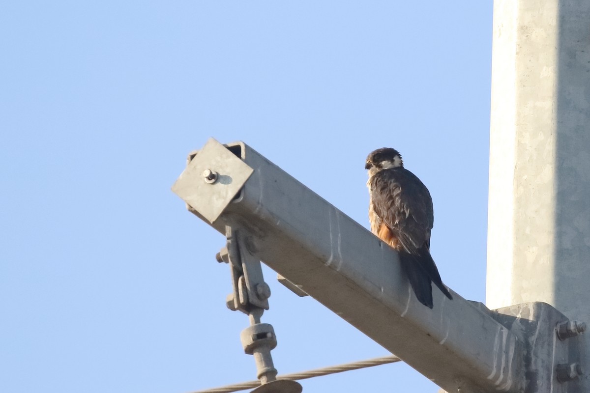 lerkefalk - ML646642970