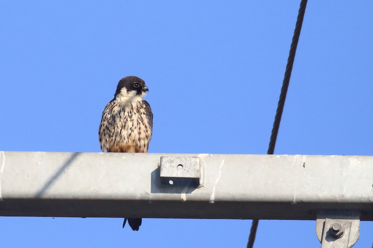 lerkefalk - ML646642971