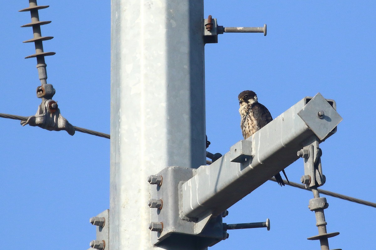 lerkefalk - ML646642973