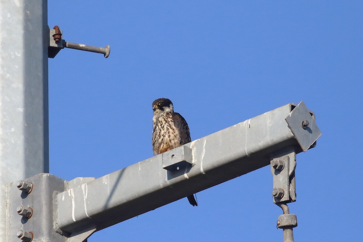 lerkefalk - ML646642974