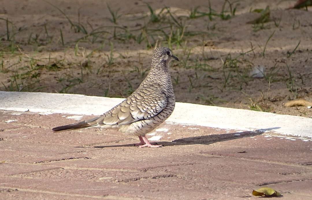 Scaled Dove - ML646642975