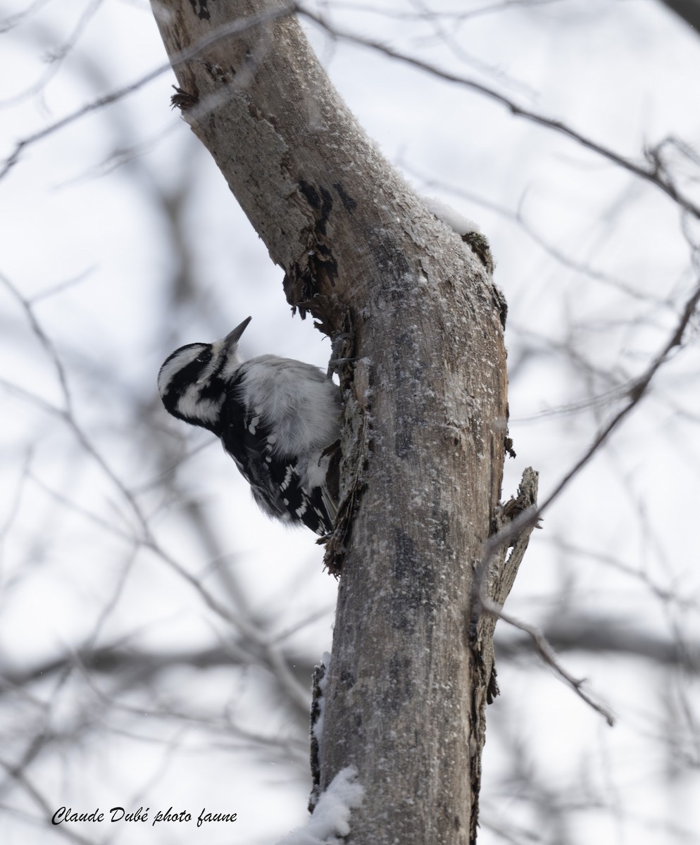 Hairy Woodpecker - ML646642977