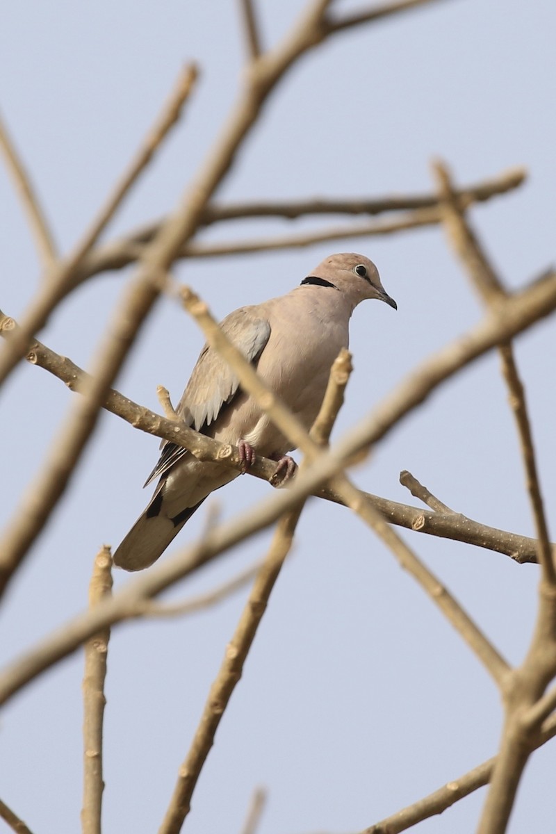 Винная горлица - ML646642980