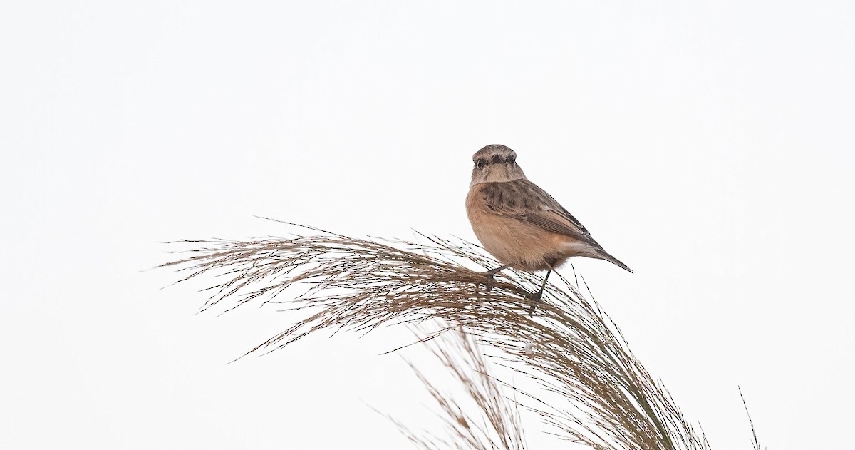 Siberian Stonechat - ML646642981