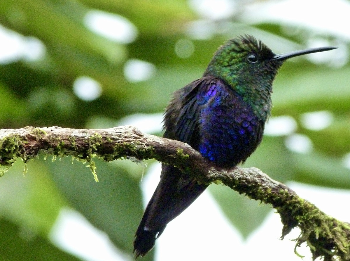 Violettkronennymphe - ML646642984