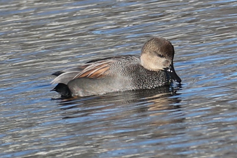 Gadwall - ML646642985