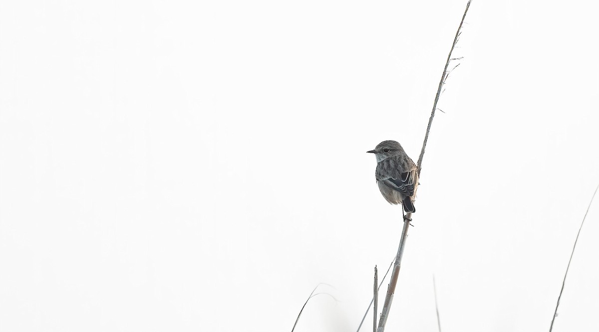 Siberian Stonechat - ML646642987