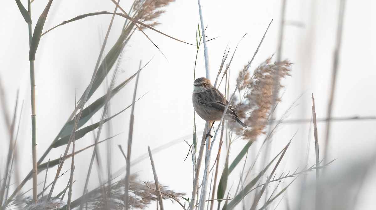 Siberian Stonechat - ML646642988