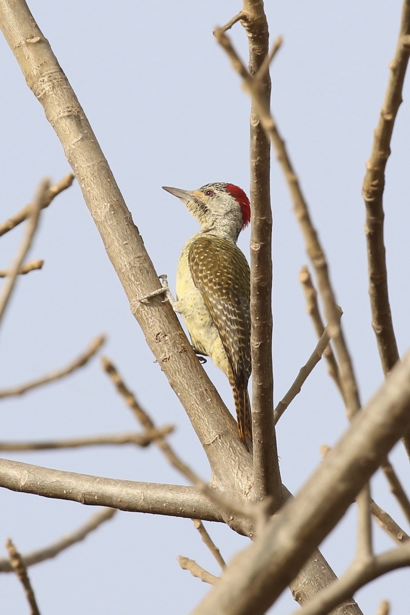 İnce Benekli Ağaçkakan - ML646642989