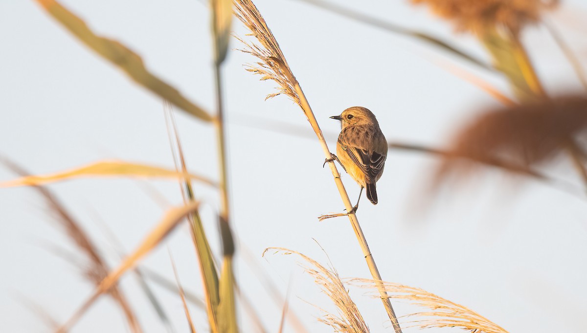 Siberian Stonechat - ML646642991