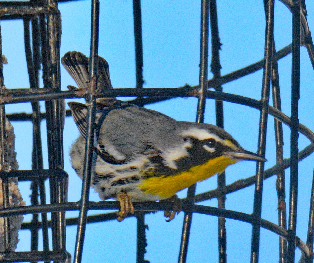 Yellow-throated Warbler - ML646642992